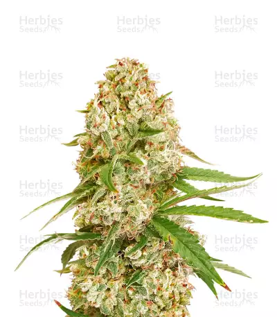 GG#4 Original Glue (Cali Buds Seeds) Cannabis-Samen