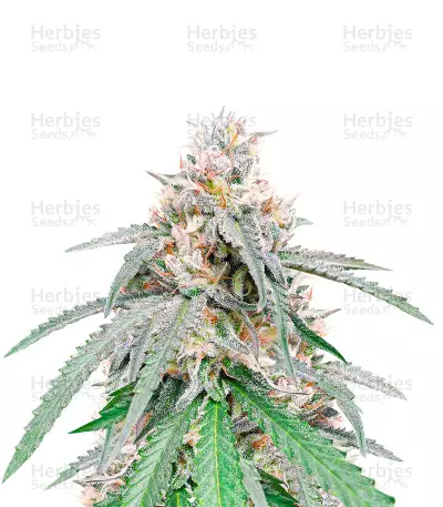 Green Crack Punch (Green Punch) (RQS) Cannabis-Samen