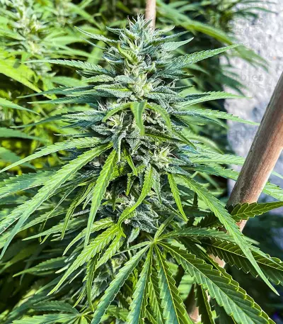 Kali Banner feminisierte Samen (AlphaFem Seeds)