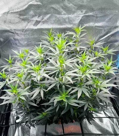 Keepers OG Autoflower feminisierte Samen (Seedkeepers)