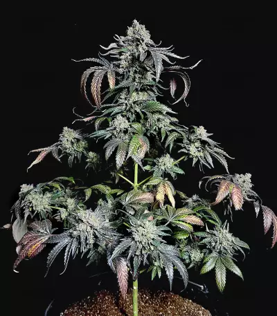 Kush Mintz feminisiertes Saatgut (Barney's Farm)
