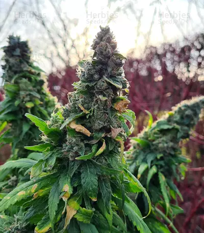 Marula Fruit regular (RQS) Cannabis-Samen