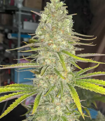 Monster Gelato (Monster Genetics) Cannabis-Samen