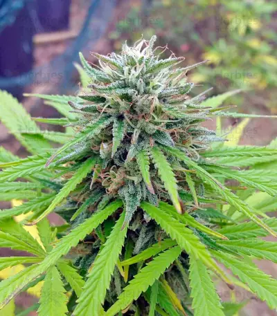 Northern Light regular (Nirvana Seeds) Cannabis-Samen