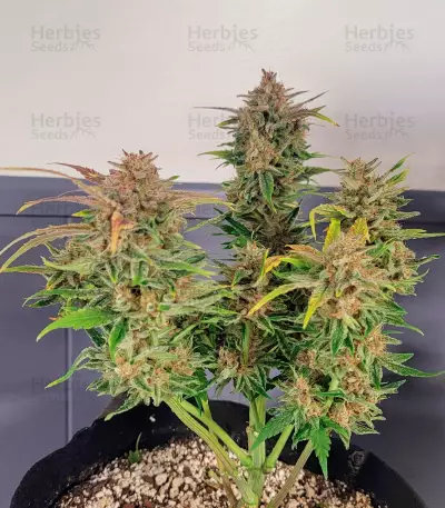 Orange Apricot Glue XL Auto feminisierte Samen (Sweet Seeds)