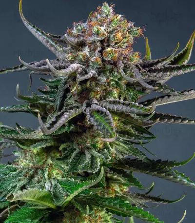 Orange Sherbert (Barney's Farm) Cannabis-Samen
