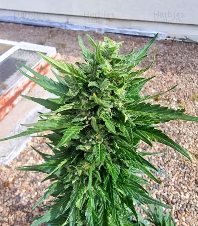 Papaya Cookies Auto feminisierte Samen (Fast Buds)