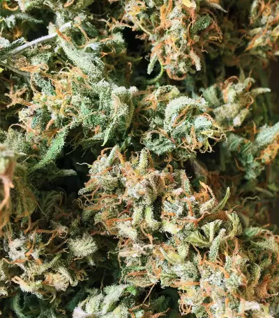 Runtz XL Auto Samen feminisiert (Sweet Seeds)