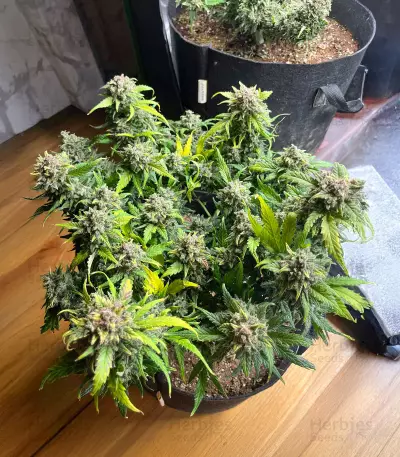 Sour Diesel Autoflower feminisierte Samen (Seedkeepers)