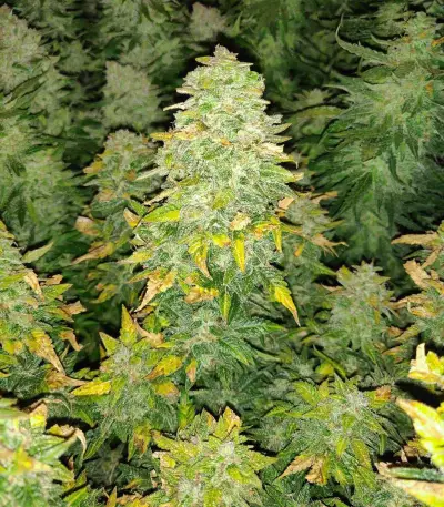 Sour Diesel feminisierte Samen (Barney’s Farm)