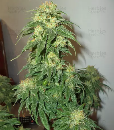Sour Lemon OG Samen feminisiert (Emerald Triangle Seeds)