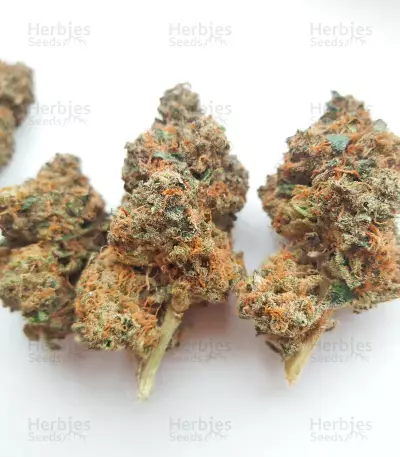 Sticky Sherbert GG feminisierte Samen (Seedkeepers)