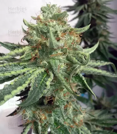 Alien Gorilla (Original Sensible Seeds) Cannabis-Samen