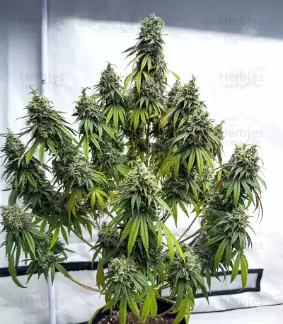 Apple Fritter feminisierte Samen (Barney's Farm)