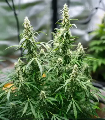 Auto Bubble Gum XXL (00 Seeds)