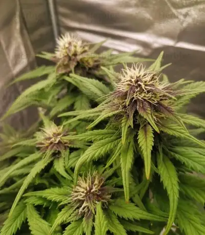 Auto Red Tropicana Cookies (Dutch Passion)