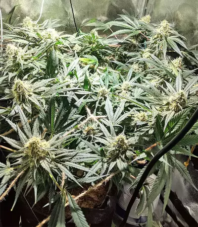 Blackberry Gum feminisierte Samen