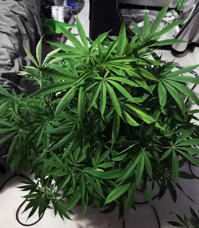 Blue Dream (BlimBurn Seeds) Cannabis-Samen