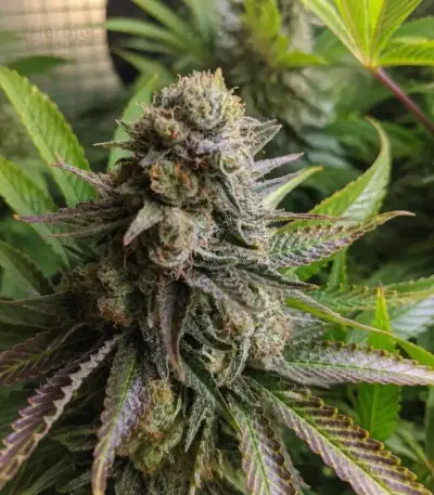 Frosted Guava (Original Sensible Seeds)