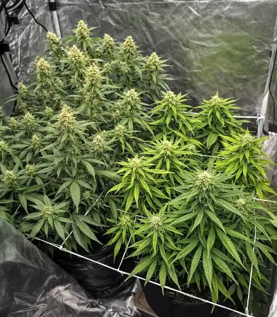Gelato #33 Fast (Advanced Seeds)