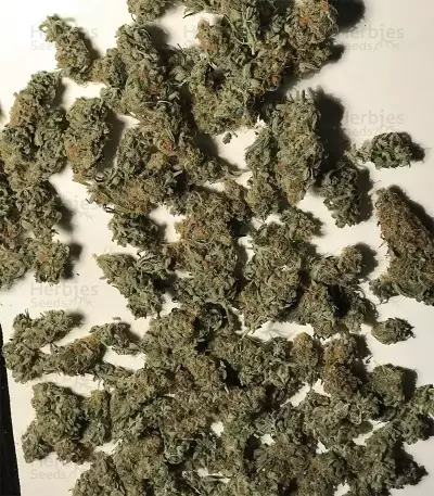 GG#4 Original Glue feminisierte Samen (Original Sensible Seeds)
