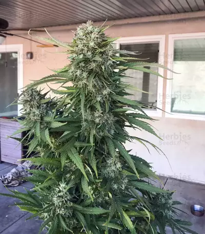 Granddaddy Purple feminisierte Samen (Blimburn Seeds)