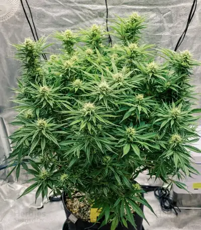 Mamba Negra / Black Mamba (BlimBurn Seeds) Cannabis-Samen