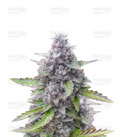 Mimosa Automatic feminisierte Samen (Royal Queen Seeds)