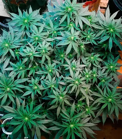 Moby Dick (Herbies USA Express)