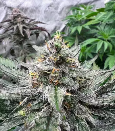OG Kush Auto feminisierte Samen (Ethos Genetics)