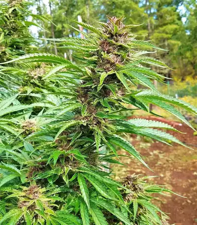 Pure Kush (Original Sensible Seeds) Cannabis-Samen