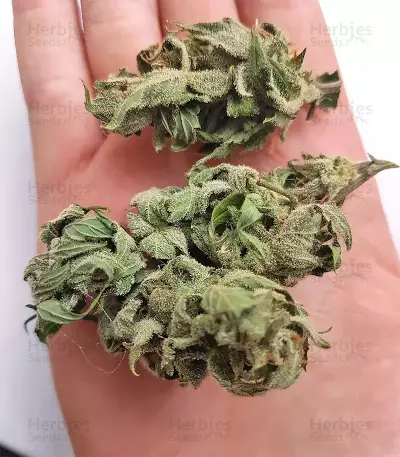 White Widow (Seedstockers) Cannabis-Samen