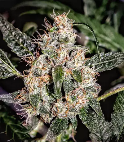 Sugar Bomb Punch (Dutch Passion) Cannabis-Samen
