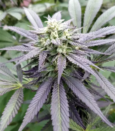 Sugar Breath (Humboldt Seeds Organization) Cannabis-Samen