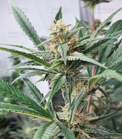 Unknown Kush Early Version (Delicious Seeds) Cannabis-Samen