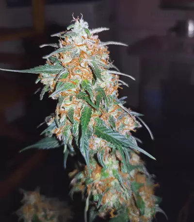 Amnesia Auto (Kera Seeds) Cannabis-Samen