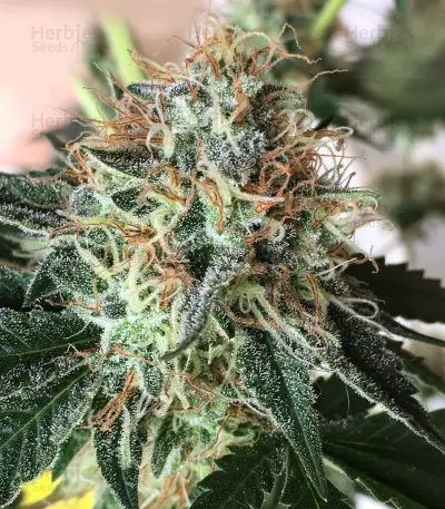 Atomic (Bomb Seeds) Cannabis-Samen