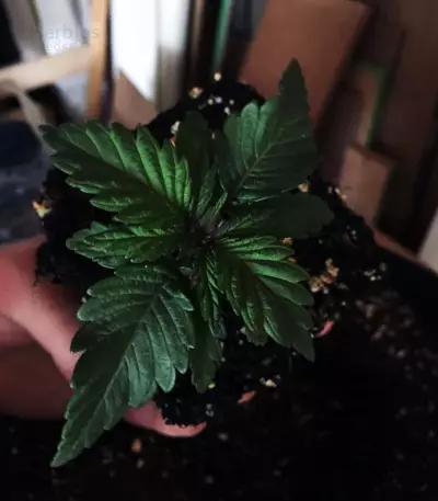 Big Bud XXL (Ministry Of Cannabis) Cannabis-Samen