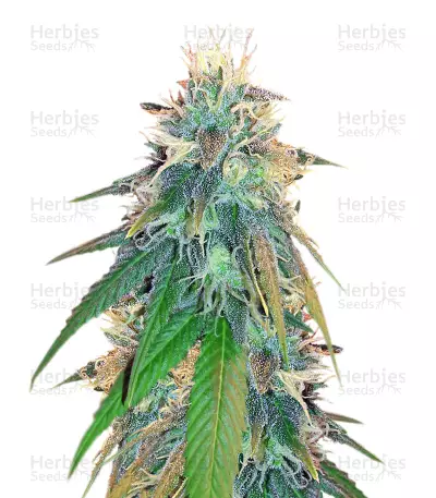 Buzz Light Gear (Dr. Krippling Seeds) Cannabis-Samen