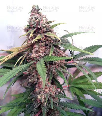 Canalope Haze (DNA Genetics)