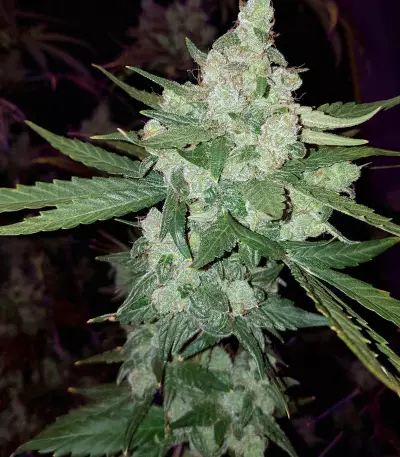 Cheese Auto (Funky Skunk Auto) (Expert Seeds)