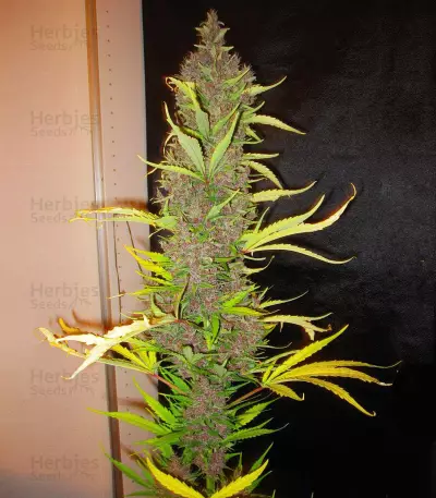 Congo (Ace Seeds)
