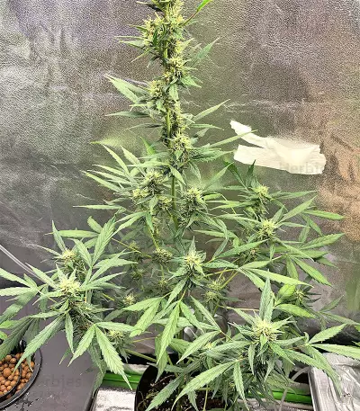 Mix Pack Feminized (Seedstockers) Cannabis-Samen