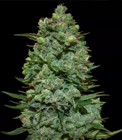 Dark Star x AK-49 (Vision Seeds) Cannabis-Samen