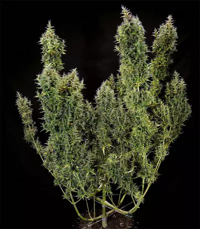Dr. Grinspoon (Barney's Farm) Cannabis-Samen