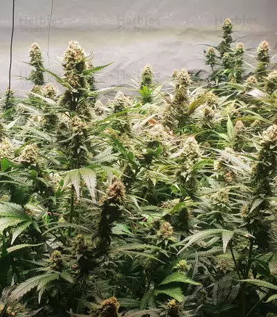 Five-O (Blackskull Seeds) Cannabis-Samen