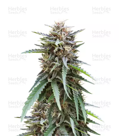 Frizzy Kush (Seedstockers) Cannabis-Samen