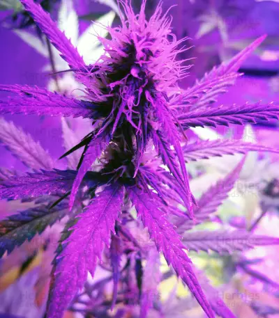 Girl Scout Cookies (Original Sensible Seeds) Cannabis-Samen