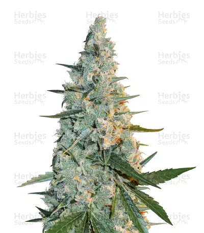 Girl Scout Cookies (Cali Connection Seeds) Cannabis-Samen