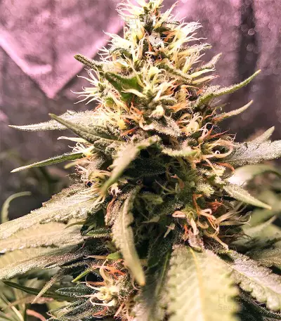 Gorilla Cookies (Big Head Seeds) Cannabis-Samen